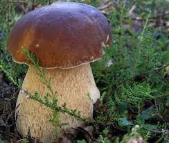 Gourmet Mushroom Agaricus spp. spores for planting